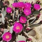 Opuntia basilaris Blüte