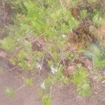 Feretia apodanthera Hoja