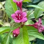 Weigela hortensis 花