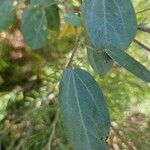 Gossypium sturtianum Leaf