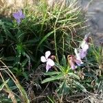 Viola arborescens अन्य