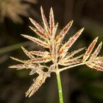 Cyperus longus 花