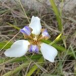 Trimezia northiana Flower