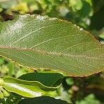 Aristotelia chilensis Fuelha