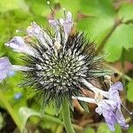 Scabiosa lucida Fruit