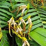 Brassia caudata पत्ता