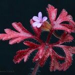 Geranium purpureum ഇല