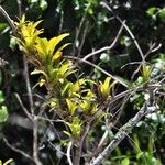 Tillandsia fendleri Hoja