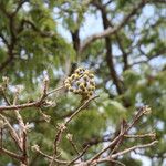 Erythrina abyssinica Fruit