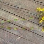 Hypericum australe Leaf