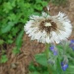 Taraxacum erythrospermum 花