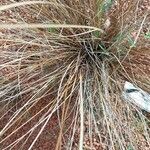 Carex buchananii Blatt