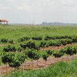 Coffea canephora Blatt