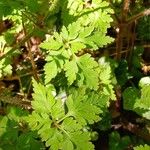 Geranium robertianum Leaf
