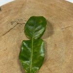 Citrus hystrix Leaf