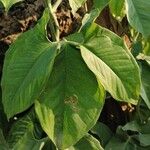 Syngonium auritum Leaf