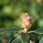 Rhododendron irroratum Outro