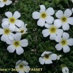 Androsace pubescens Kvet