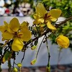 Senna surattensis Floare