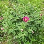 Paeonia daurica Virág