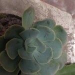 Echeveria australis Leaf