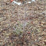 Prosopis pubescens Hábito