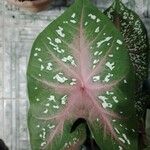 Caladium lindenii Leaf