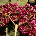 Callicarpa acuminata Plod