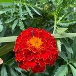 Tagetes erectaফুল