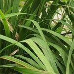 Molinia arundinacea Foglia