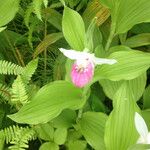 Cypripedium reginae 花