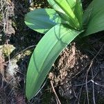 Orchis canariensis Листок