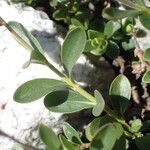 Veronica fruticans Foglia