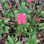 Impatiens wallerianaÇiçek