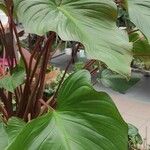 Homalomena rubescens Hoja