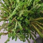 Crassula muscosa Листок