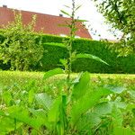 Rumex conglomeratus Habit