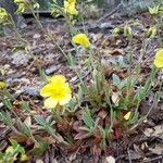 Tuberaria lignosa Flower