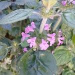 Clinopodium vulgare Flower