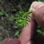 Galium spuriumÕis