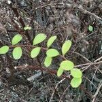 Spiraea trilobata Folha