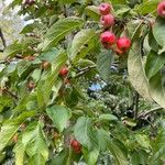 Malus baccata 叶