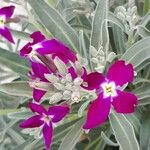 Matthiola incana Blomst