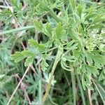 Selinum carvifolia 葉