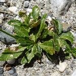 Biscutella intermedia Hoja
