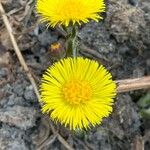 Tussilago farfaraFlower