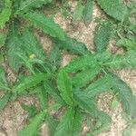Elephantopus scaber Leaf