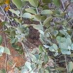 Osyris lanceolata Leaf