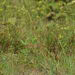 Helianthus occidentalis Habit
