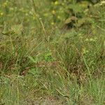 Helianthus occidentalis Habitus